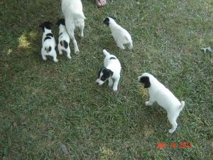 JackRussellTerrierPupsforSale